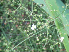 Alisma lanceolatum