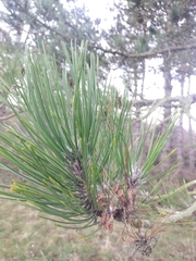 Pinus nigra