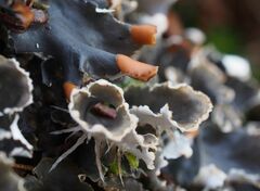 Peltigera hymenina