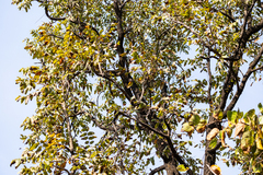 Pseudocedrela kotschyi