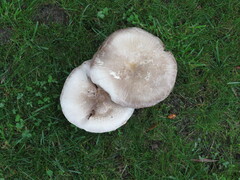 Agaricus xanthodermus