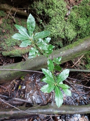 Crataegus mexicana