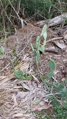 Opuntia stricta