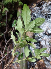 Crataegus mexicana