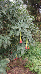 Brugmansia sanguinea