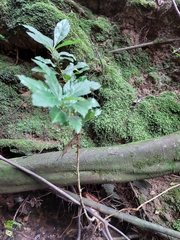 Crataegus mexicana
