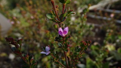 Boronia algida