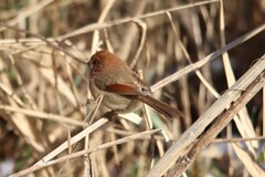 Sinosuthora webbiana