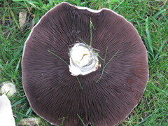 Agaricus xanthodermus