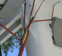 Tropidoderus childrenii