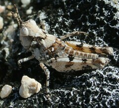 Pycnostictus seriatus