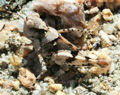 Pycnostictus seriatus