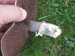 Agaricus xanthodermus