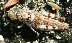 Pycnostictus seriatus