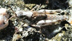 Pycnostictus seriatus