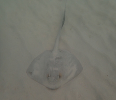 Pastinachus sephen