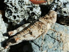 Pycnostictus seriatus