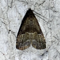 Hypenodes franclemonti