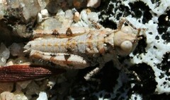 Pycnostictus seriatus