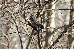 Streptopelia orientalis