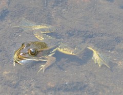 Pelophylax plancyi