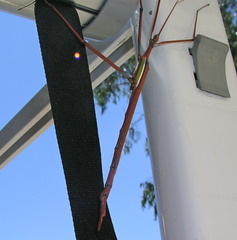 Tropidoderus childrenii