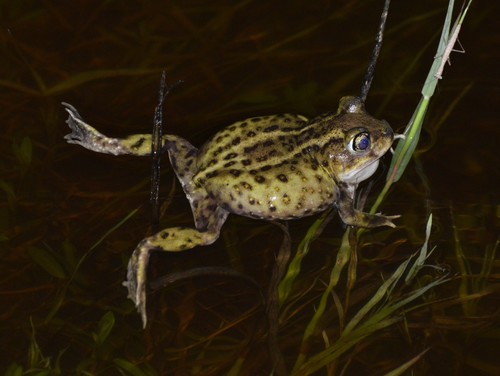 Hurter's Spadefoot