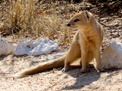 Cynictis penicillata