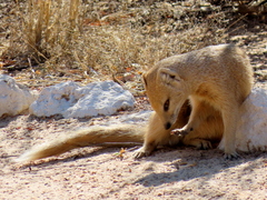 Cynictis penicillata