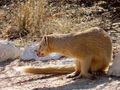 Cynictis penicillata