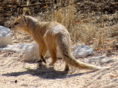 Cynictis penicillata