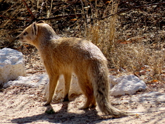 Cynictis penicillata