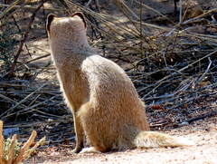 Cynictis penicillata