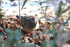 Streptopelia orientalis