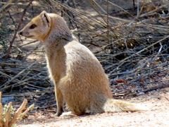 Cynictis penicillata