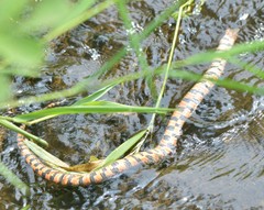 Trimerodytes annularis