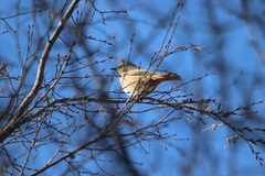 Turdus naumanni