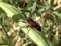 Lygaeus kalmii kalmii