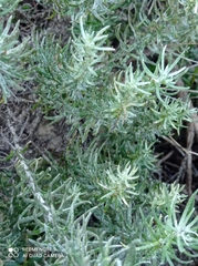 Helichrysum stoechas