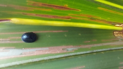 Hemisphaerota cyanea