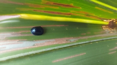 Hemisphaerota cyanea