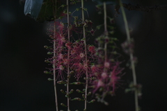 Barringtonia acutangula