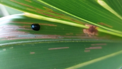 Hemisphaerota cyanea