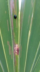 Hemisphaerota cyanea