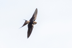 Pseudhirundo griseopyga
