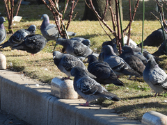 Columba livia domestica