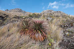Puya clava-herculis