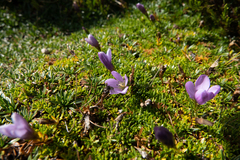 Gentianella cerastioides