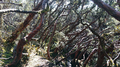 Polylepis reticulata