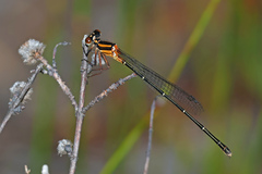 Nososticta solida